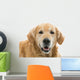 Old Beautiful Golden Retriever Wall Decal