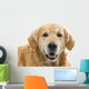Old Beautiful Golden Retriever Wall Decal