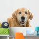 Old Beautiful Golden Retriever Wall Decal