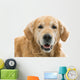 Old Beautiful Golden Retriever Wall Decal