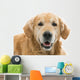 Old Beautiful Golden Retriever Wall Decal