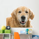 Old Beautiful Golden Retriever Wall Decal