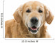Old Beautiful Golden Retriever Wall Decal