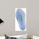 Illustration Paramecium Single Celled Wall Decal