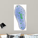 Illustration Paramecium Single Celled Wall Decal