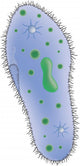 Illustration Paramecium Single Celled Wall Decal