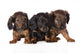 Three Dachshund Puppies Wall Decal