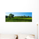 Beautiful Vineyard Panorama with Wall Decal