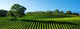 Beautiful Vineyard Panorama with Wall Decal