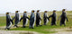 8 Marching King Penguins Wall Decal Panoramic Wall Decal