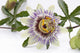 Passion Flower Blossom White Wall Decal