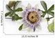 Passion Flower Blossom White Wall Decal