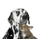 Friends Tabby-cat and Dalmatian Wall Decal