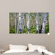 Birch Forest Panorama Wall Decal