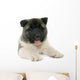 Puppy American Akita Wall Decal