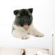 Puppy American Akita Wall Decal