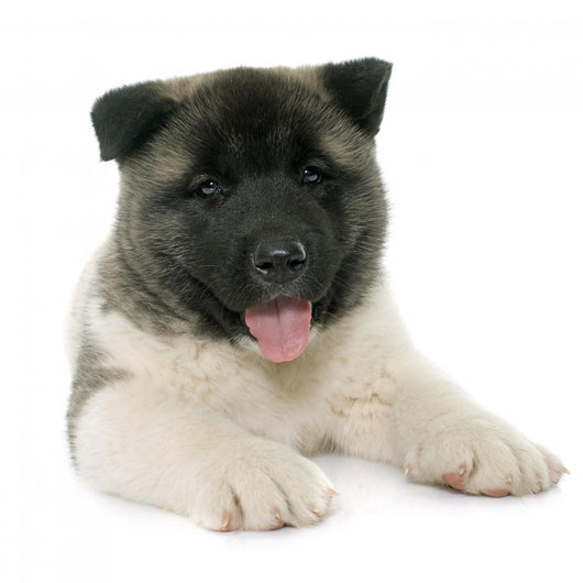 Puppy American Akita Wall Decal