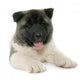 Puppy American Akita Wall Decal