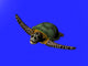 3D Great Sea Turtle Wall Decal Design 2
