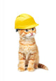 Red Cat with Helmet Wall Decal
