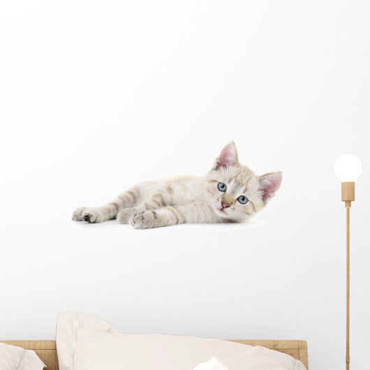 Kitten Wall Decal