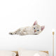Kitten Wall Decal