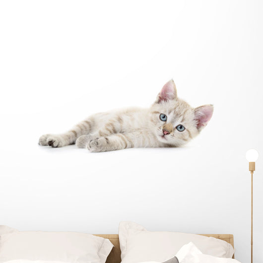 Kitten Wall Decal