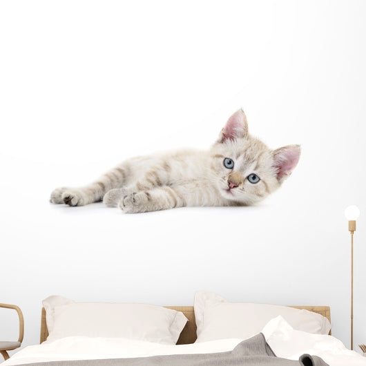 Kitten Wall Decal