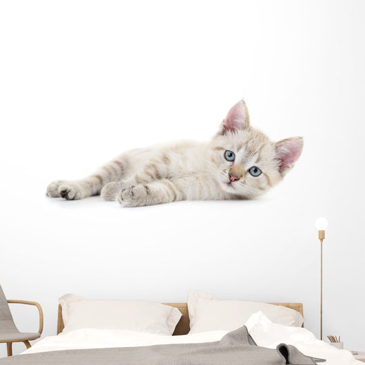 Kitten Wall Decal