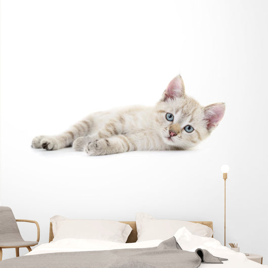 Kitten Wall Decal