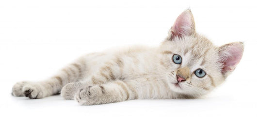 Kitten Wall Decal