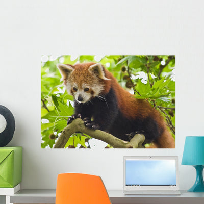 Climbing Red Panda Wall Decal shown on a wall