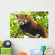 Climbing Red Panda Wall Decal