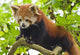 Climbing Red Panda Wall Decal