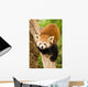 Himalayan Red Panda Wall Decal