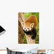 Himalayan Red Panda Wall Decal