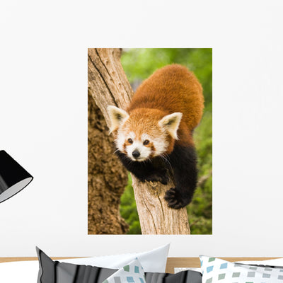 Himalayan Red Panda Wall Decal shown on a wall