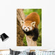 Himalayan Red Panda Wall Decal