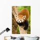 Himalayan Red Panda Wall Decal