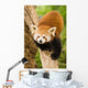 Himalayan Red Panda Wall Decal