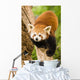 Himalayan Red Panda Wall Decal