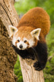Himalayan Red Panda Wall Decal