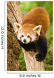 Himalayan Red Panda Wall Decal
