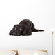 Sad Dachshund Dog Wall Decal