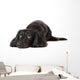 Sad Dachshund Dog Wall Decal
