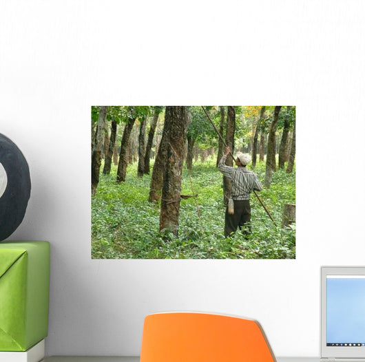 Rubber Plantation Wall Decal