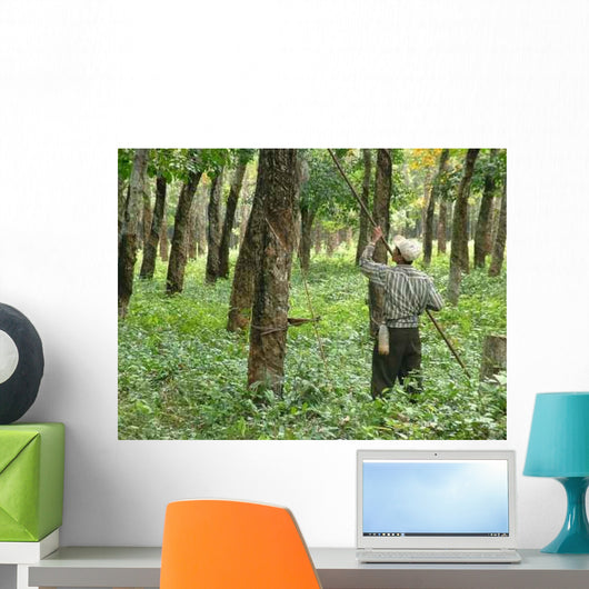 Rubber Plantation Wall Decal