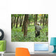 Rubber Plantation Wall Decal