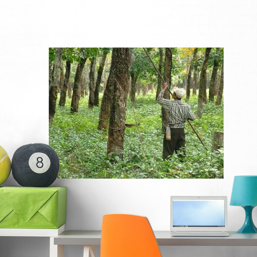 Rubber Plantation Wall Decal