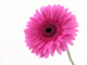 Pretty Pink Wall Decal